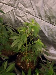 20200627_133141.jpg