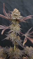 Sour gelato