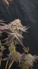 Sour gelato