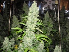 Super Silver Haze.jpg