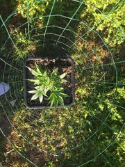 20.05 Afghany OG OG.JPG