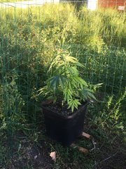 31.05 Afghany OG.jpg