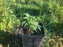 20.05 Afghany OG +.JPG