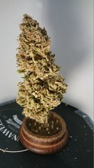 Sensi #11 - Phéno 3