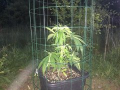 27.05 Afghany Og +.JPG