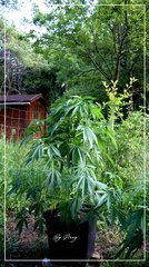 21.06 Afghan OG + .JPG