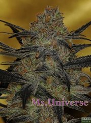 Ms universe.jpg