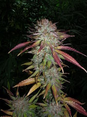Grapefruit Diesel.jpg