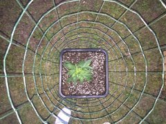 14.05 Afghany OG.JPG