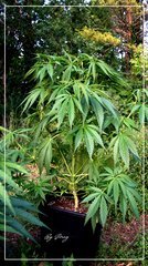 21.06 Afghan OG .JPG