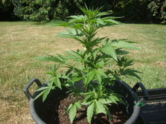 Fraggle skunk