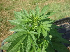 Fraggle skunk