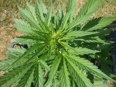 Fraggle skunk