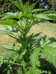 Fraggle skunk
