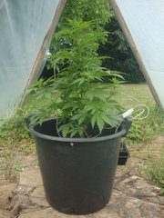 Fraggle skunk