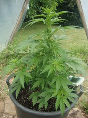 Fraggle skunk