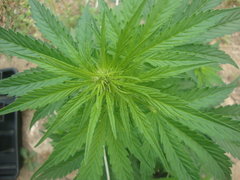 Fraggle skunk
