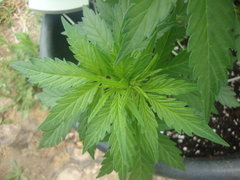 Fraggle skunk