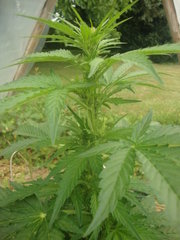Fraggle skunk