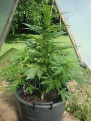 Fraggle skunk