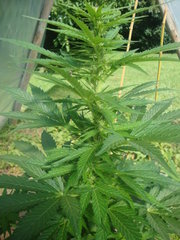 Fraggle skunk