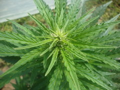 Fraggle skunk