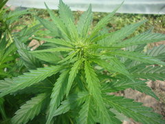 Fraggle skunk