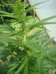 Fraggle skunk