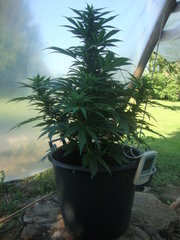 fraggle skunk