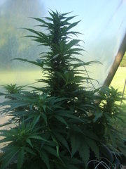 fraggle skunk