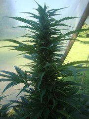 apex fraggle skunk