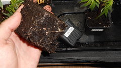 DSCN1213.JPG