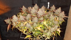 DSCN1376.JPG