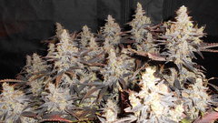 DSCN1390.JPG