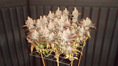 DSCN1420.JPG