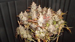DSCN1433.JPG