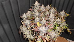 DSCN1436.JPG