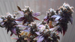 DSCN1499.JPG