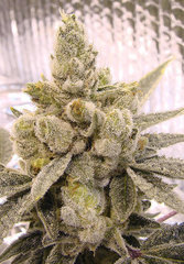 GorillaGlue.jpg