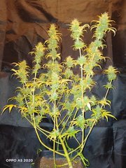 IMG20200612203247.jpg