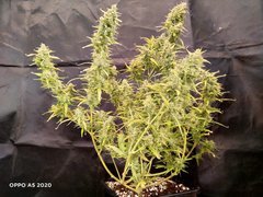 IMG20200612204414.jpg
