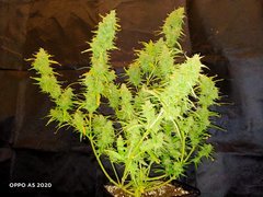 IMG20200612204423.jpg