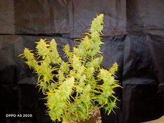 IMG20200612204502.jpg