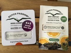 Kerosene Krash & Critical Orange Punch - Dutch Passion