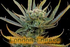 IMG_0898.thumb.JPG.b4af3560eb94451b02f3cb817f809afc.jpeg