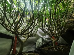 IMG_20200601_224641.jpg