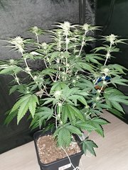 IMG_20200603_171926.jpg