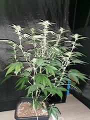 IMG_20200603_171938.jpg