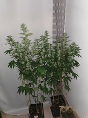 IMG_20200608_090733.jpg