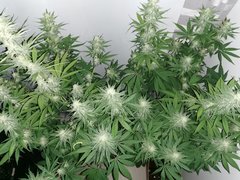 IMG_20200608_090816.jpg